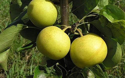 FIOLTY Seeds Package: Four Asian Pear Seed Cuttings Scions for Rooting or Grafting