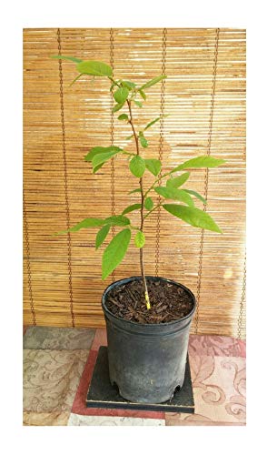 Atemoya (Seedling) Tropical Fruit Trees Around 10~15 inch Height in 1 Gallon Pot BA100