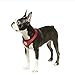 Gooby - Soft Mesh Harness, Small Dog Harness with Breathable Mesh, Red, Large
