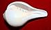 Blowing Conch Shell / Shankh 
