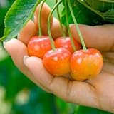 Rainier Cherry Tree