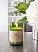 Rewined Mimosa Scented Soy Wax Wine Bottle Candle