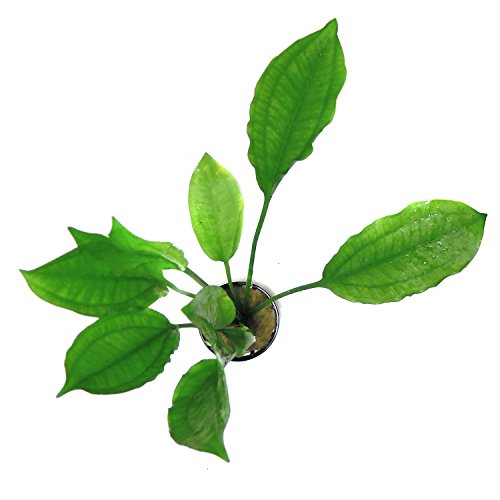SubstrateSource Echinodorus bleheri Small Amazon Sword Live Aquatic Aquarium Plant (Small) - Thumbnail 2