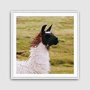 Framed Canvas Wall Art Alpaca Canvas Prints Home Artwork Decoration for Living Room,Bedroom - 16x16 inches
