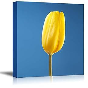 Closeup View of a Single Yellow Tulip on Blue Background Floral Photograph - Canvas Art Wall Art - 12" x 12"