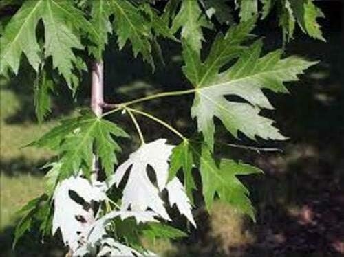 Silver Maple Tree, Hardy Perennial Fast Growing Shade Tree