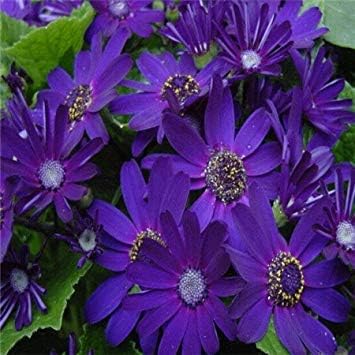 Amazon Co Jp 黒 花屋cineraria種子 100種子 9種類の異なる盆栽の花の種diyの家および庭の装飾黒 ホーム キッチン