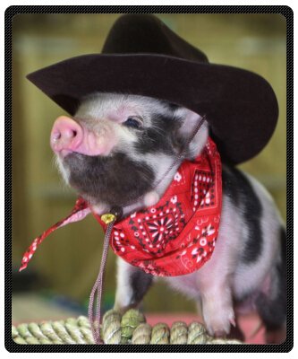 Beautiful And Soft Little Lovely Cute Baby Pig Throw Blanket