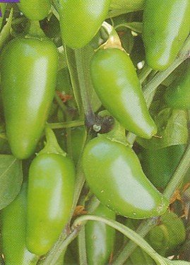 Mild Jalapeno Pepper - 25 Seeds/Seed Mild Jalapeno Pepper - 25 Seeds/Seed