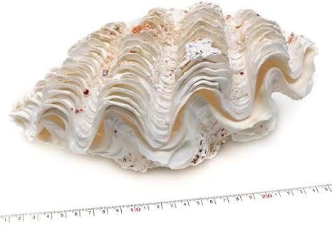 Amazon 貝殻パーツ 天然シャコ貝 ヒレシャコガイ 2枚両面 約24cm 未接着 ビーズ レジン アクセサリー 通販