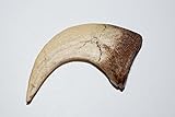 Fossils, Meteorites, & More Velociraptor Dinosaur Claw Replica - (NOT Real Fossil) 2 inch #10244 2o