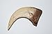 Fossils, Meteorites, & More Velociraptor Dinosaur Claw Replica - (NOT Real Fossil) 2 inch #10244 2o