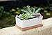 StarPack Premium Small White Ceramic Succulent Planter Pot with Bamboo Base