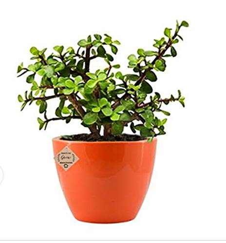 JS STOCKS Jade Very Hardy Bonsai Live Succulent Plant with Pot