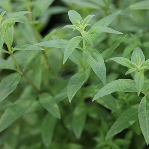 Lemon Verbena Freshman (Lippia Citriodora) Plug Plants Pack x6