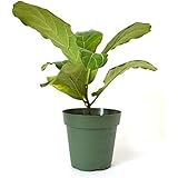 9Greenbox - Fiddle Leafed Fig, Ficus lyrata - 4" Pot