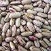 The Dirty Gardener Speckled Florida Butter Pole Beans