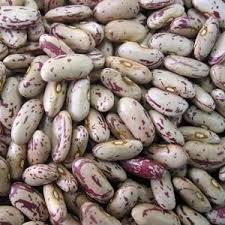 The Dirty Gardener Speckled Florida Butter Pole Beans The Dirty Gardener Speckled Florida Butter Pole Beans