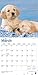 Golden Retriever Puppies 2020 12 x 12 Inch Monthly Square Wall Calendar, Animals Dog Breeds Golden Puppies