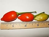 Inca Red Drop, Pepper (20 Seeds) Aromatic, Fruity , Great for Pickling, Organic !
