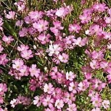 100+ Pink Baby's Breath Elegans Gypsophila Flower Seeds/Annual