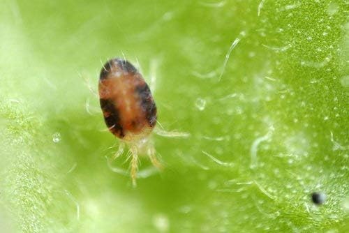 CINAMITE® (1.000 m2). Insectos/Acaros/Araña; Fito-fortificante ...