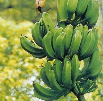 Fruit Tree Musa Dwarf Orinoco Banana