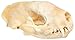 Clear Creek Trading Real Bone Skunk Skull