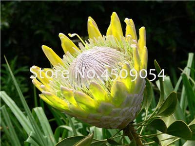 FARMERLY Samen Paket: Frisch Rare Pro Cynaroides Bonsai Leicht Pflanz Seltene Zimmerpflanzen Bonsai Variety komplettes 100 St