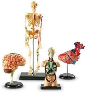 Model Anatomy Bundle Set Of 132 By Learning Resources by Learning Educational Products