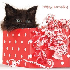 Katzen Karte Black Kitten Happy Birthday Amazonde
