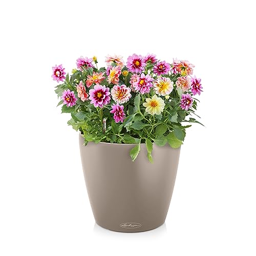 LECHUZA CLASSICO Color 28 sandbraun 13193 2