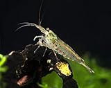 5 Live Amano Shrimp (Caridina multidentata, aka Yamato shrimp) - 1/2 to 1 1/2 inch long Adult! Better than Ghost Shrimp! Best Algae Eating Shrimp In The World! by Aquatic Arts