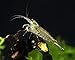 Aquatic Arts 5 Live Amano Shrimp (Caridina multidentata, aka Yamato Shrimp) - 1/2 to 1 1/2 inch Long Adult! Better Than Ghost Shrimp! Best Algae Eating Shrimp in The World