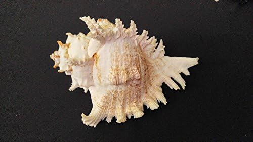 6"- 8" Natural Murex Ramosa Shell Nautical Souvenir Seashells ~ South Africa