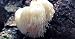 100 Lion's Mane Mushroom Spawn Plugs/Dowels to Inoculate Logs or Stumps to Grow Gourmet and Medicinal Mushrooms - Grown Your Own Mushrooms for Years to Come - Makes a Perfect Gift or a Project primary