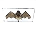 Bat Specimens Science Classroom Specimen for Science Education（5.5x2.5x0.7 Inch）