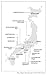 The Japanese Art of Stone Appreciation: Suiseki and its Use with Bonsai (Tuttle Classics)