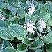 Outsidepride Hosta Sieboldiana - 50 Seeds