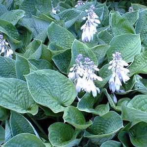 Outsidepride Hosta Sieboldiana - 50 Seeds Outsidepride Hosta Sieboldiana - 50 Seeds