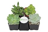 Shop Succulents Green Succulent (Collection of 4)