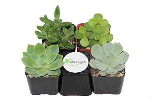 Shop Succulents Green Succulent (Collection of 4)