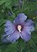 'Azurri Satin' Rose of Sharon - Hibiscus - Flowering Shrub - Proven Winners