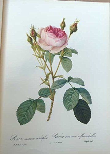 Pierre - Joseph Redoute Roses