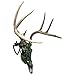 Herron Outdoors Skull Mount - Fully Adjustable Skull Wall Mount - Secure Removable Stinger - Skull Hanger Hook Mount for Displaying Taxidermy, Deer and Euro Skulls (Portrait)