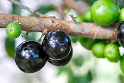 Jaboticaba Myrciaria Cauliflora Sabara Brazilian