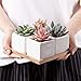 Artificial Succulent Plants Potted - Fake Succulents - Set of 4 - Faux Plants