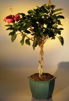 Amazon Com Bonsai Boy S Flowering Tropical Red Hibiscus Braided Trunk Rosa Sinsensis Garden Outdoor