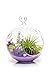 Air Plant Terrarium Kit | Purple Passion | Natural Accents Series | Complete Tillandsia Gift Set | 4” Glass Globe | Nautical Crush Trading TM (Live Air Plant)