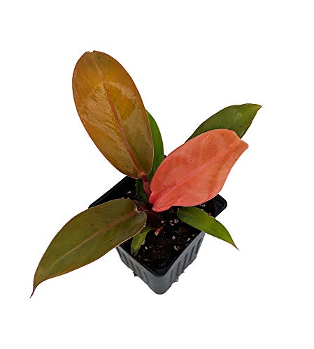 Prince of Orange Moonlight Philodendron - Easy to Grow - 4